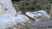PICTURES/Mount Evans and The Highest Paved Road in N.A - Denver CO/t_Ground Squirrel1.JPG